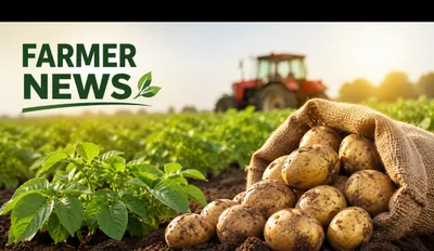Uttar Pradesh Announces Major Support for Potato Farmers: ₹1,000-Crore Price Stabilisation