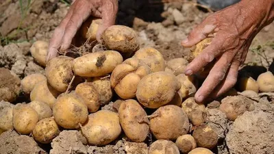 UP Potato Farmers Can Get Support on Cold Storage Costs and Low-Sale Prices Under Two Schemes