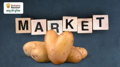 Potato Prices Rise 2.9%, but Huge Regional Price Gap Continues Across India