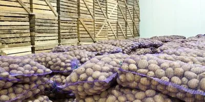 Potato Market Update: Price Pressure, Quality Demand & Cold Storage Concerns