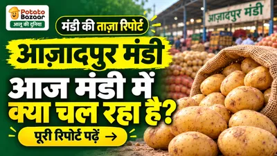 Azadpur Potato Market Stabilises as Navratri Demand Builds; Arrivals Reach 125 Trucks